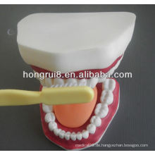 New Style Medical Dental Care Modell, Zahn Zähne Modell